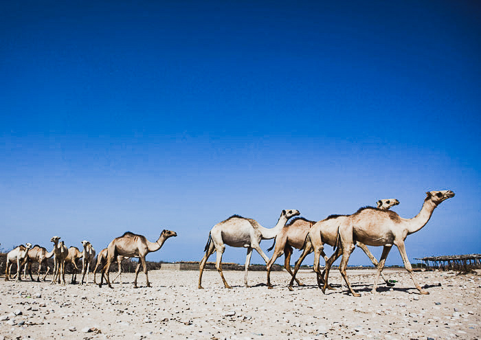 Somaliland camels