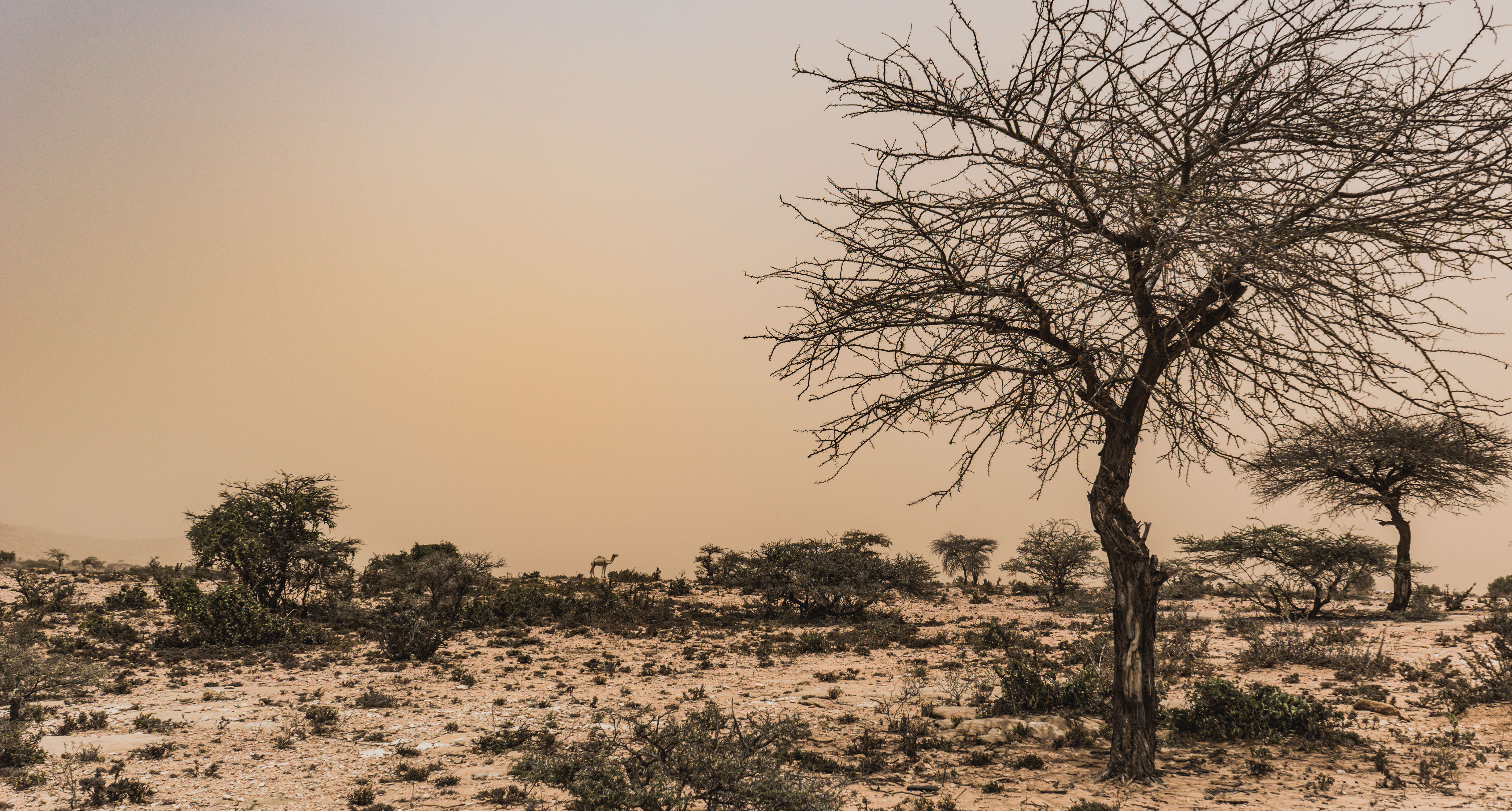 Somaliland desert